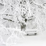 snow covered bench near snow covered bare tree
