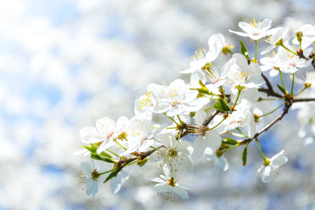 selective focus photography of white cherry blossom flowers