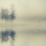 trees surrounded by water during foggy day