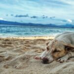 dark yellow labrador retriever lying on the sea shore