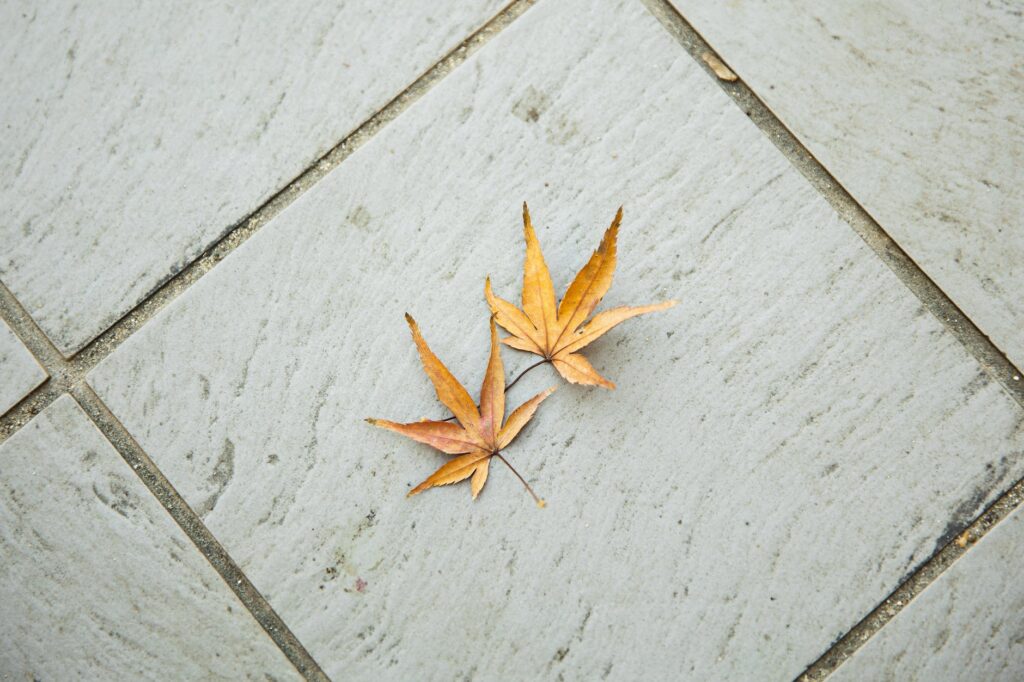 autumn leaves on tiled surface