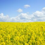 yellow flower field under blue cloudy sky during daytime