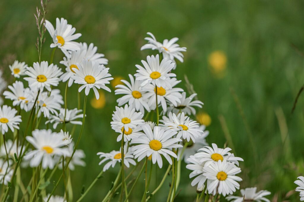 common daisy