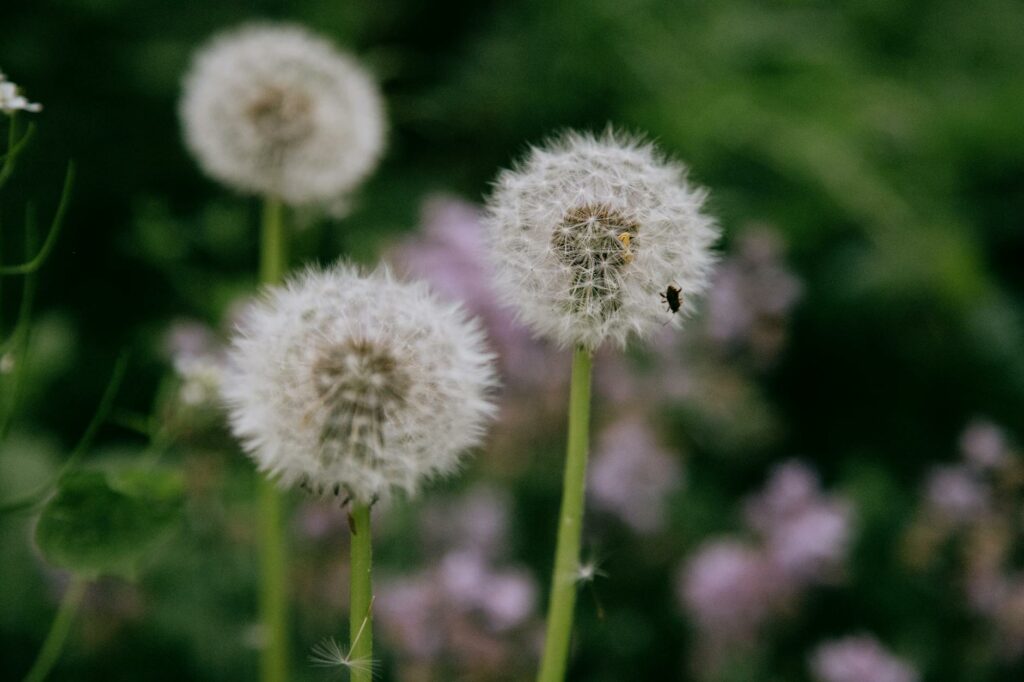 tiny insect on fluffy dandelions in meadow