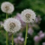 tiny insect on fluffy dandelions in meadow