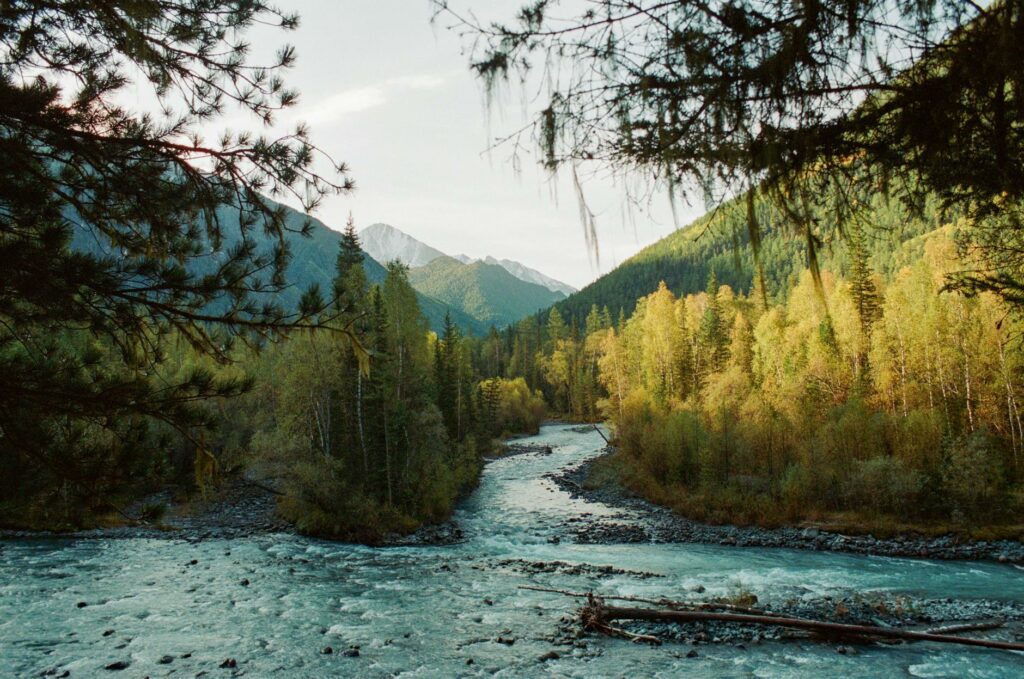 river in forest in valley